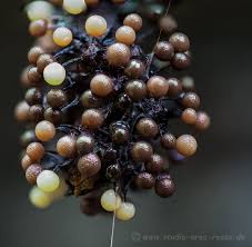Attēlu rezultāti vaicājumam “Lamproderma violaceum”