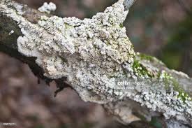 Attēlu rezultāti vaicājumam “Hyphodontia barba-jovis”