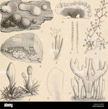 Attēlu rezultāti vaicājumam “Hypocrea rufa”