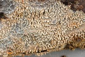 Attēlu rezultāti vaicājumam “Mycoacia fuscoatra”