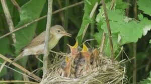 Attēlu rezultāti vaicājumam “Phylloscopus trochilus nest”