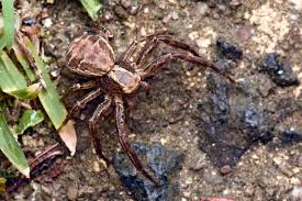 Attēlu rezultāti vaicājumam “Xysticus cristatus”