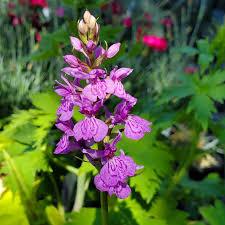 Attēlu rezultāti vaicājumam “Dactylorhiza fuchsii flower”