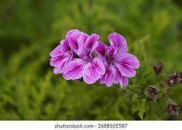 Attēlu rezultāti vaicājumam “Geraniaceae”