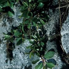 Attēlu rezultāti vaicājumam “Frangula alnus leaf”