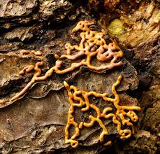 Attēlu rezultāti vaicājumam “Willkommlangea reticulata plasmodium”