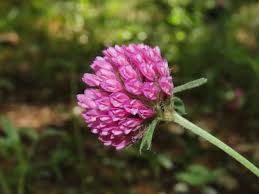 Attēlu rezultāti vaicājumam “Trifolium alpestre”