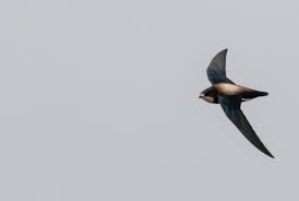 Image result for Hirundapus caudacutus