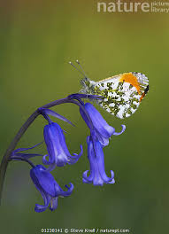 Attēlu rezultāti vaicājumam “Anthocharis cardamines male”