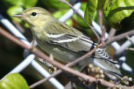 Image result for Dendroica striata