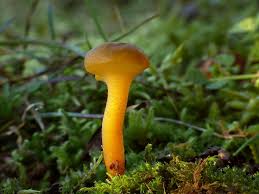 Attēlu rezultāti vaicājumam “Leotia lubrica”