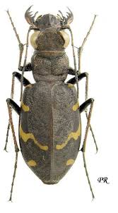 Attēlu rezultāti vaicājumam “Cicindela sylvatica imago”