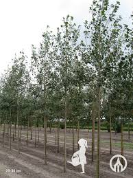 Attēlu rezultāti vaicājumam “Populus x canadensis fruit”