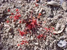 Attēlu rezultāti vaicājumam “Primulaceae”