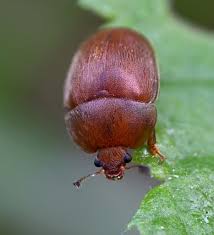 Attēlu rezultāti vaicājumam “Cychramus luteus”