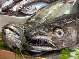 Image result for Merluccius merluccius