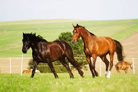 Image result for chestnut friesian