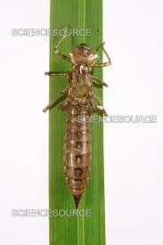 Attēlu rezultāti vaicājumam “exuvia”