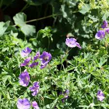 Image result for Storchschnäbel