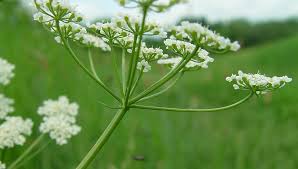 Attēlu rezultāti vaicājumam “Carum carvi leaf”