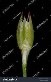 Attēlu rezultāti vaicājumam “Juncus bufonius bud”