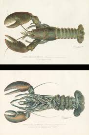Image result for Homarus americanus