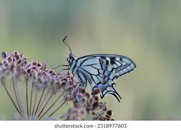 Attēlu rezultāti vaicājumam “Papilio machaon underside”