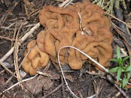 Attēlu rezultāti vaicājumam “Gyromitra”