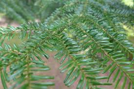 Attēlu rezultāti vaicājumam “Abies mariesii”