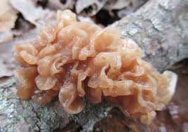 Attēlu rezultāti vaicājumam “Tremella ramalinae”