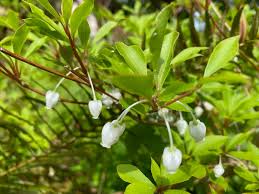 Attēlu rezultāti vaicājumam “Enkianthus chinensis flower”