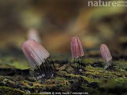 Attēlu rezultāti vaicājumam “Stemonitis fusca”