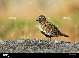 Attēlu rezultāti vaicājumam “Pluvialis apricaria”