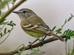 Attēlu rezultāti vaicājumam “Cribraria tenella stalked”