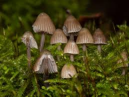 Attēlu rezultāti vaicājumam “Mycena stipata”