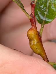 Attēlu rezultāti vaicājumam “Euura acutifoliae”