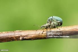 Attēlu rezultāti vaicājumam “Phyllobius”