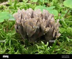 Attēlu rezultāti vaicājumam “Thelephora palmata”