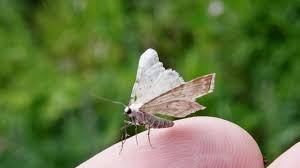Attēlu rezultāti vaicājumam “Geometridae”