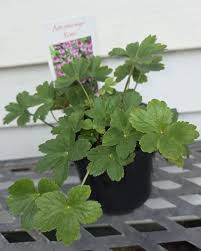 Attēlu rezultāti vaicājumam “Astrantia major leaf”