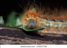 Attēlu rezultāti vaicājumam “Malacosoma castrensis”