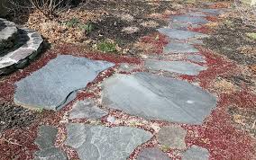 Image result for Sedum album `Coral Carpet`