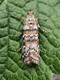 Attēlu rezultāti vaicājumam “Dioryctria abietella”