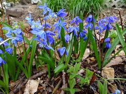 Attēlu rezultāti vaicājumam “Scilla siberica”