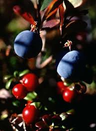 Attēlu rezultāti vaicājumam “Vaccinium uliginosum fruit”