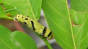 Attēlu rezultāti vaicājumam “Aporia crataegi pupa”