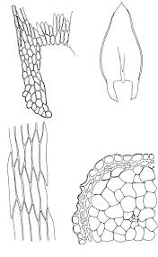 Attēlu rezultāti vaicājumam “Plagiothecium denticulatum”