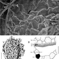 Attēlu rezultāti vaicājumam “Corispermum hyssopifolium fruit”