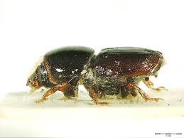 Attēlu rezultāti vaicājumam “Scolytus ratzeburgi”