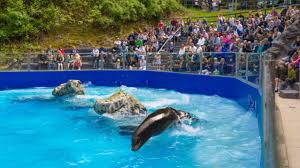 Image result for Combe Martin Bowling Club